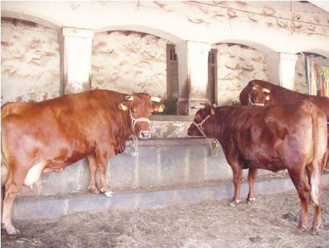 Dos vacas de raza murciana o similar, de color marrón rojizo, de pie en un establo con paredes de piedra y heno en el suelo. Una vaca está de frente y la otra de espaldas. Sugiere una granja o explotación ganadera.