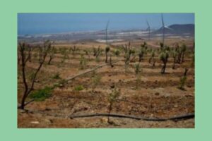 Paisaje árido con hileras de plantas jóvenes, un sistema de riego por goteo y varios molinos de viento en el fondo, cerca de la costa. Representa un proyecto de ingeniería agrícola o reforestación en un entorno seco y la producción de energía eólica.