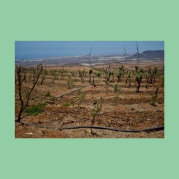Paisaje árido con hileras de plantas jóvenes, un sistema de riego por goteo y varios molinos de viento en el fondo, cerca de la costa. Representa un proyecto de ingeniería agrícola o reforestación en un entorno seco y la producción de energía eólica.