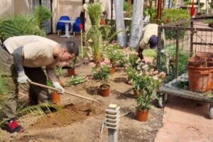 Tres jardineros uniformados están plantando nuevas plantas y flores en un parterre de tierra en un entorno de hotel o resort. Uno de ellos utiliza una azada, otro está de pie y el tercero se agacha junto a un carro con macetas. Hay palmeras y edificios de estilo mediterráneo en el fondo.