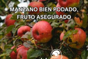 Un árbol de manzano con numerosas manzanas rojas y maduras colgando de sus ramas, cubiertas de pequeñas gotas de agua. En la parte superior, se superpone el texto 