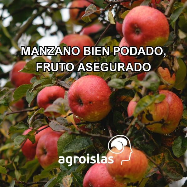 Un árbol de manzano con numerosas manzanas rojas y maduras colgando de sus ramas, cubiertas de pequeñas gotas de agua. En la parte superior, se superpone el texto 