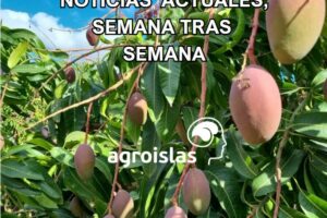 Fruta tropical madura en árbol con texto: Noticias actuales semana tras semana - Agroislas