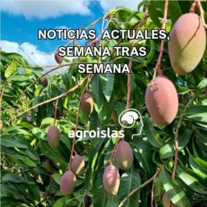 Fruta tropical madura en árbol con texto: Noticias actuales semana tras semana - Agroislas
