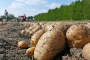 Un primer plano de varias papas de color claro con restos de tierra, recién desenterradas y apoyadas sobre el suelo oscuro de un campo. En el fondo, se distingue una fila de árboles o vegetación y personas trabajando en la distancia bajo un cielo parcialmente nublado.