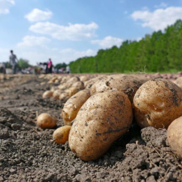 Un primer plano de varias papas de color claro con restos de tierra, recién desenterradas y apoyadas sobre el suelo oscuro de un campo. En el fondo, se distingue una fila de árboles o vegetación y personas trabajando en la distancia bajo un cielo parcialmente nublado.