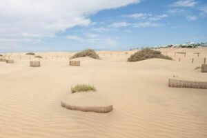 Vista de las Dunas de Maspalomas con vegetación restaurada y barreras de madera, simbolizando un éxito medioambiental en la conservación del ecosistema dunar.