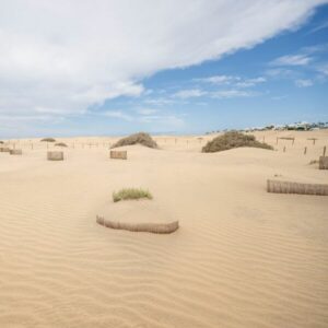 Vista de las Dunas de Maspalomas con vegetación restaurada y barreras de madera, simbolizando un éxito medioambiental en la conservación del ecosistema dunar.