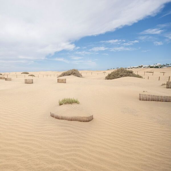Vista de las Dunas de Maspalomas con vegetación restaurada y barreras de madera, simbolizando un éxito medioambiental en la conservación del ecosistema dunar.