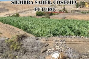 Campo cultivado con frase 'Siembra Saber, Cosecha Futuro' y logo Agroislas, representando el futuro de la agricultura sostenible.