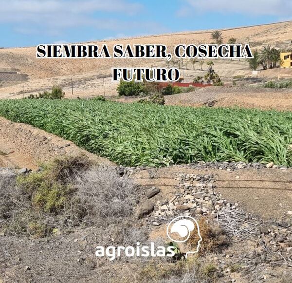 Campo cultivado con frase 'Siembra Saber, Cosecha Futuro' y logo Agroislas, representando el futuro de la agricultura sostenible.