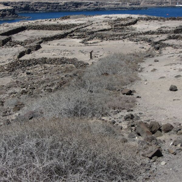 Vista aérea de un paisaje costero árido en Tufia, Gran Canaria, caracterizado por terrenos rocosos, muros bajos de piedra que forman patrones, vegetación seca y el mar azul al fondo.