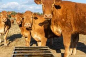 Grupo de vacas Limousin de color marrón claro bebiendo agua de un abrevadero de madera en un campo soleado, con cielo azul y nubes.