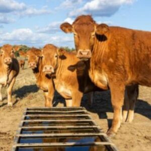 Grupo de vacas Limousin de color marrón claro bebiendo agua de un abrevadero de madera en un campo soleado, con cielo azul y nubes.