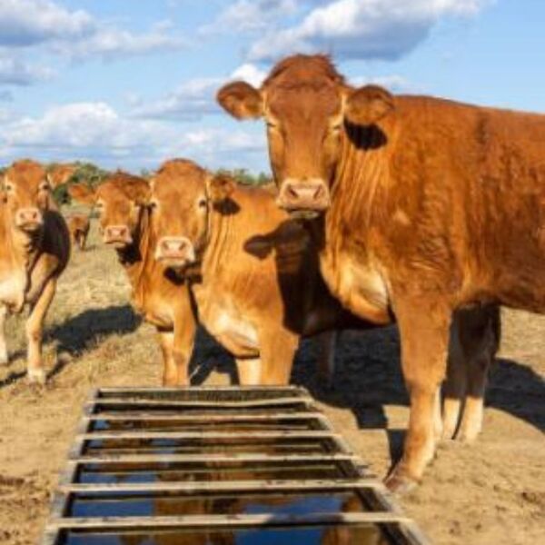 Grupo de vacas Limousin de color marrón claro bebiendo agua de un abrevadero de madera en un campo soleado, con cielo azul y nubes.
