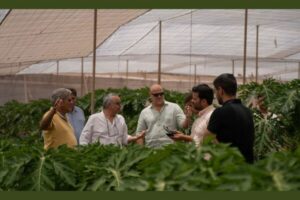 Grupo de personas, incluyendo expertos y técnicos, conversando dentro de un invernadero de cultivo de papaya. Las plantas de papaya son visibles en primer plano y al fondo. Sugiere una visita técnica o reunión en una explotación agrícola.