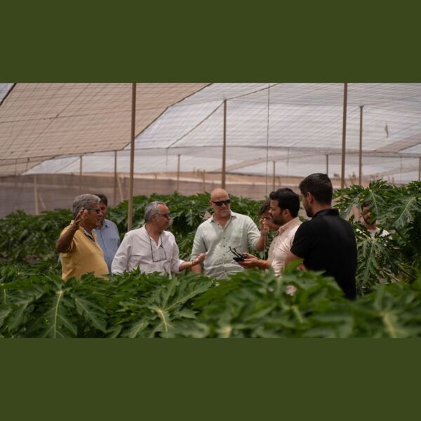 Grupo de personas, incluyendo expertos y técnicos, conversando dentro de un invernadero de cultivo de papaya. Las plantas de papaya son visibles en primer plano y al fondo. Sugiere una visita técnica o reunión en una explotación agrícola.