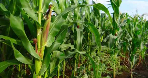 Maíz en la mazorca en un cultivo, imagen relacionada con los cursos de agricultura de Agroislas.