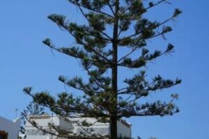 Gran árbol Araucaria con ramas verdes contra un cielo azul intenso, rodeado de edificios blancos tradicionales en el barrio de Ingeniería, Las Palmas de Gran Canaria. Ideal para identificar el paisaje urbano canario.
