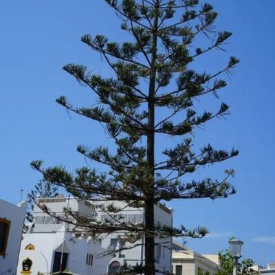 Gran árbol Araucaria con ramas verdes contra un cielo azul intenso, rodeado de edificios blancos tradicionales en el barrio de Ingeniería, Las Palmas de Gran Canaria. Ideal para identificar el paisaje urbano canario.