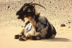 Una cabra majorera de pelaje pío (blanco, negro y marrón) recostada sobre la arena de un paisaje desértico y rocoso, típico de Fuerteventura, Islas Canarias.