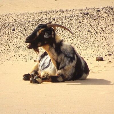Una cabra majorera de pelaje pío (blanco, negro y marrón) recostada sobre la arena de un paisaje desértico y rocoso, típico de Fuerteventura, Islas Canarias.