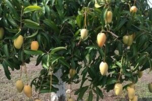Mango Ataúlfo en árbol, Mogán, Gran Canaria