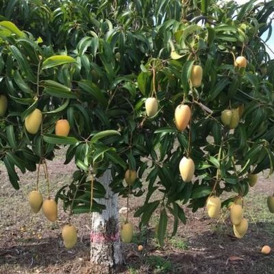 Mango Ataúlfo en árbol, Mogán, Gran Canaria