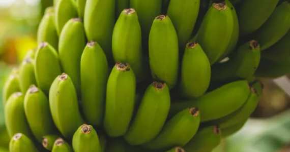 Plátanos verdes representativos del asesoramiento agronómico agrícola en Canarias