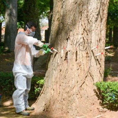 Técnico especializado en salud vegetal aplicando inyecciones fitosanitarias en el tronco de un árbol grande, con equipo de protección, para combatir plagas o enfermedades.