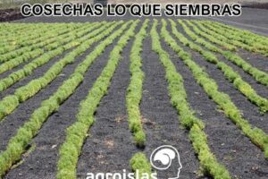 Hileras de cultivos verdes en suelo volcánico oscuro de Canarias, con el lema 