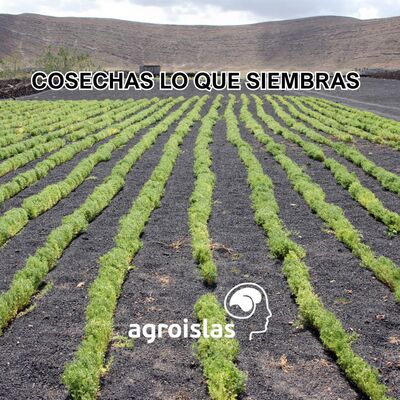 Hileras de cultivos verdes en suelo volcánico oscuro de Canarias, con el lema 