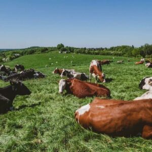 Varias vacas de diferentes colores pastando y descansando en un amplio campo verde bajo un cielo azul claro, simbolizando la ganadería ecológica y el bienestar animal